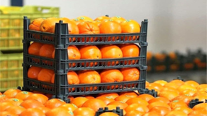 میوه شب عید و خرمای ماه رمضان تامین شدمدیرکل میوه شب عید و خرمای ماه رمضان تامین شدمدیرکل