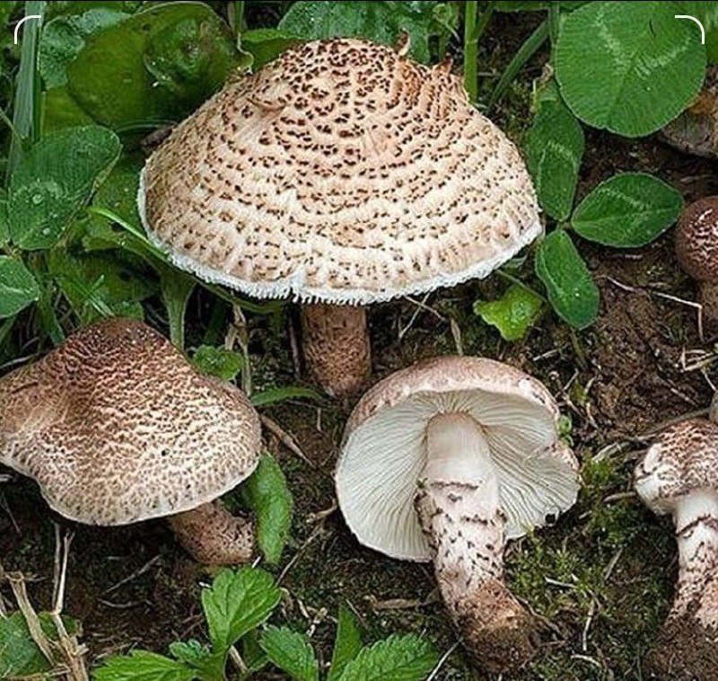 هشدار به طبیعتگردها💢رشد ۳ برابری مسمومیت با قارچهای وحشیسخنگوی هشدار به طبیعتگردها💢رشد ۳ برابری مسمومیت با قارچهای وحشیسخنگوی