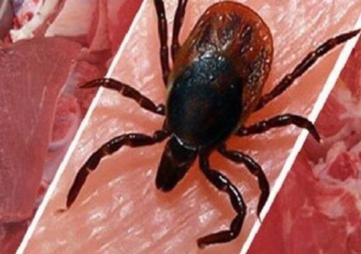 شناسایی اولین بیمار قطعی مبتلا به تب کریمه‌کنگو در اهر