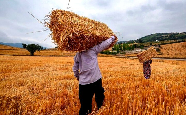 مطالبات گندم‌کاران تا پایان هفته تسویه می‌شود