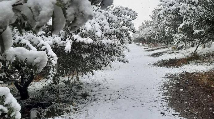 💢غافلگیری باغداران مراغه ای در پی بارش برف▫️بارش برف
