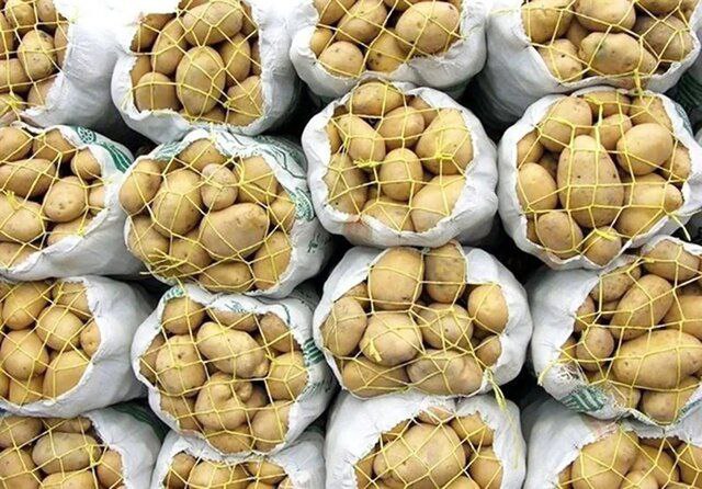 عرضه مستقیم سیب‌زمینی وارداتی با قیمت ۲۹ هزار تومان