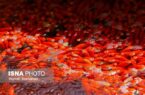 «ماهی قرمز کوچولو» خطر جدی برای محیط زیست