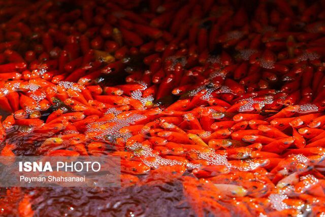 «ماهی قرمز کوچولو» خطر جدی برای محیط زیست